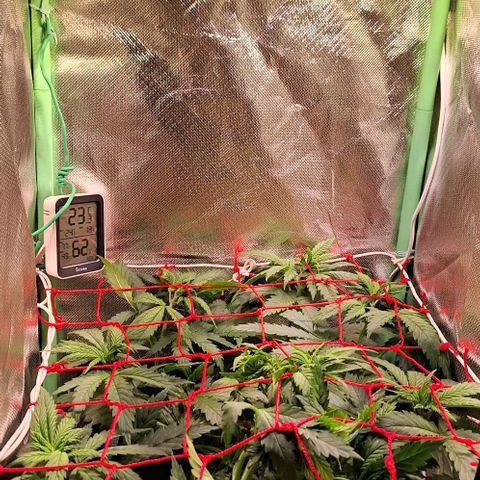 Runtz growlog timeline photo