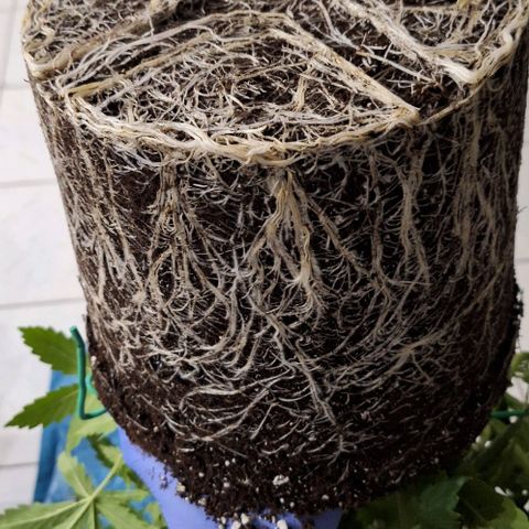 Runtz growlog timeline photo