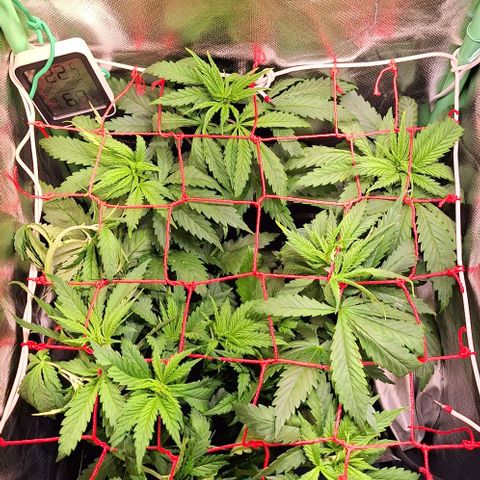 Runtz growlog timeline photo