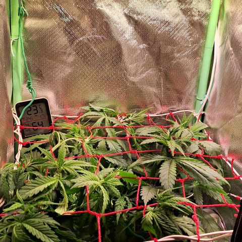 Runtz growlog timeline photo