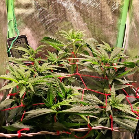 Runtz growlog timeline photo