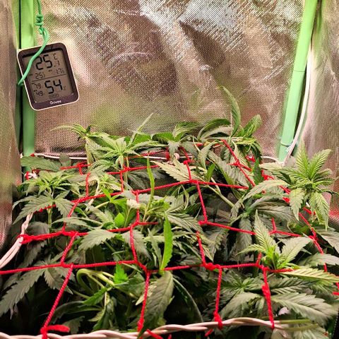 Runtz growlog timeline photo