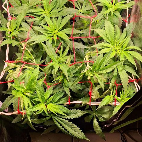 Runtz growlog timeline photo
