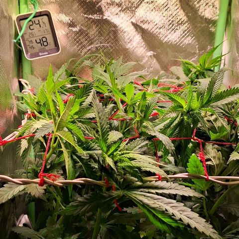 Runtz growlog timeline photo
