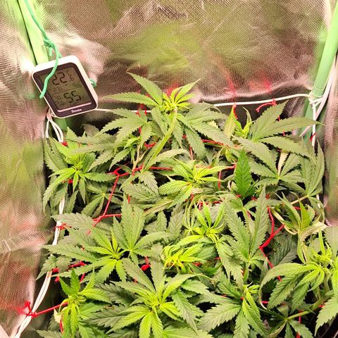 Runtz growlog timeline photo
