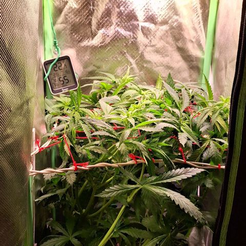 Runtz growlog timeline photo