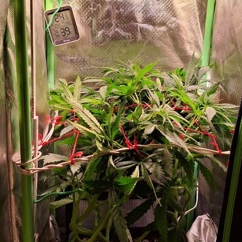 Runtz growlog timeline photo