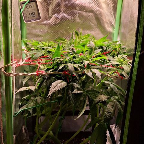 Runtz growlog timeline photo