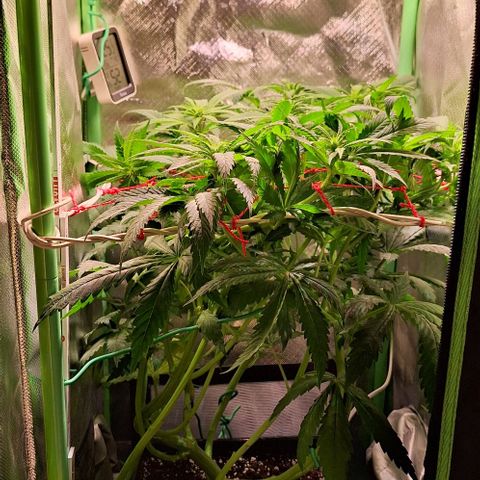 Runtz growlog timeline photo