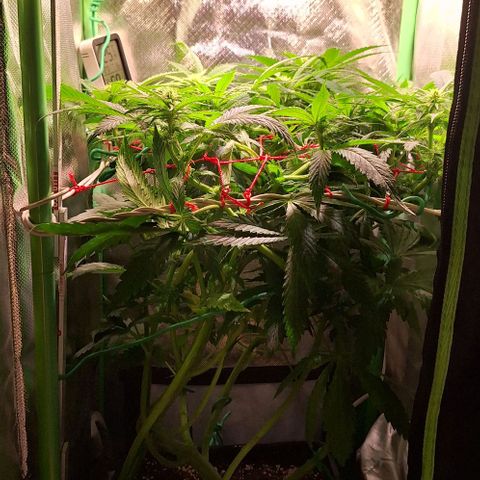 Runtz growlog timeline photo