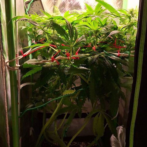 Runtz growlog timeline photo