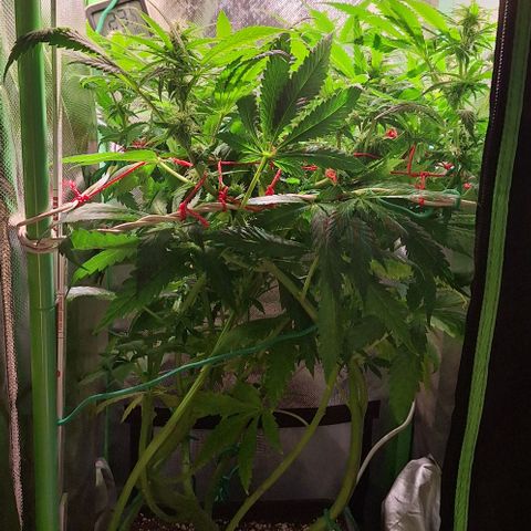 Runtz growlog timeline photo