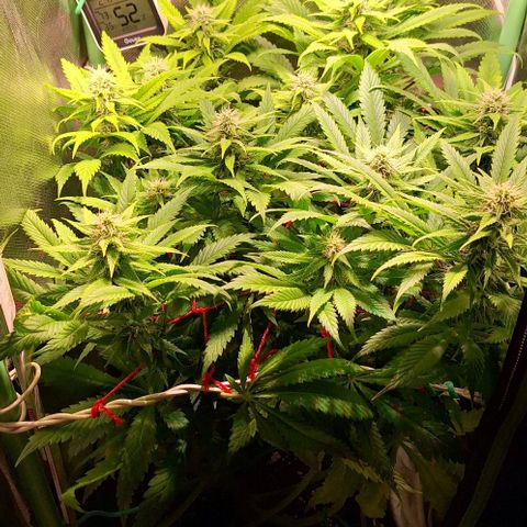 Runtz growlog timeline photo