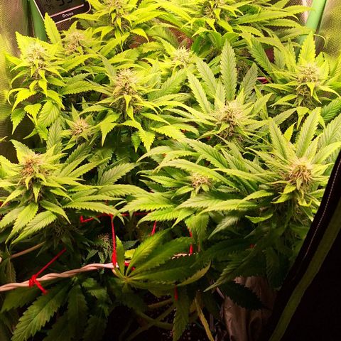Runtz growlog timeline photo