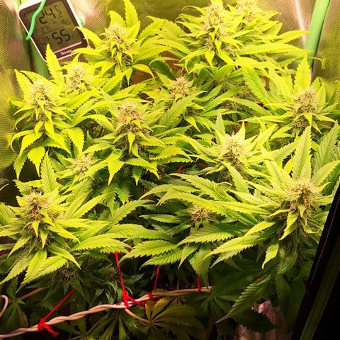 Runtz growlog timeline photo