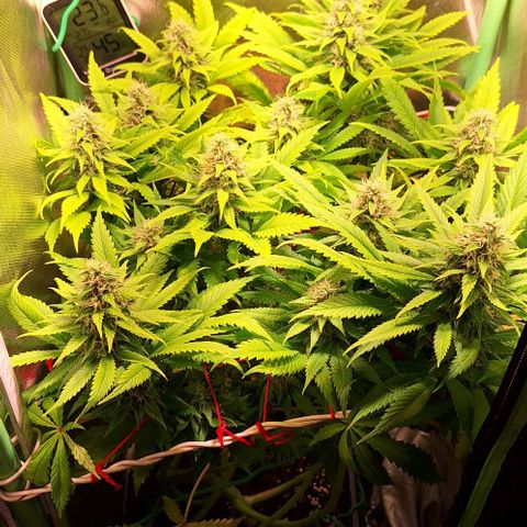 Runtz growlog timeline photo