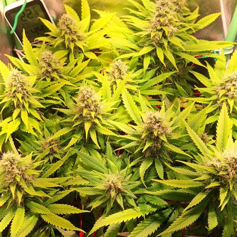 Runtz growlog timeline photo