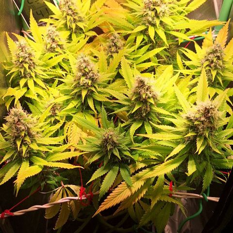 Runtz growlog timeline photo