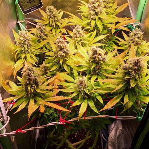 Runtz growlog timeline photo
