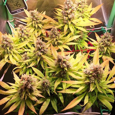 Runtz growlog timeline photo