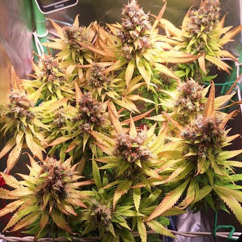 Runtz growlog timeline photo