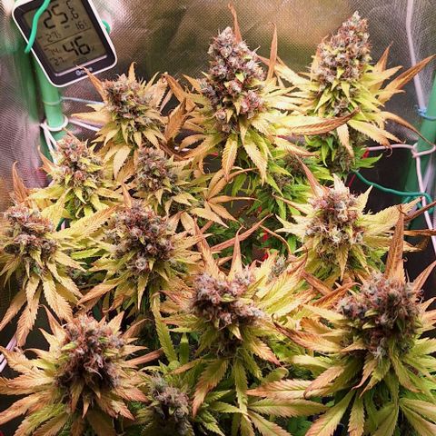 Runtz growlog timeline photo