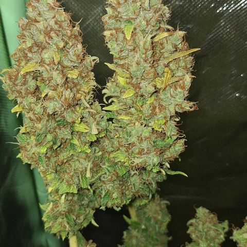 Runtz growlog timeline photo