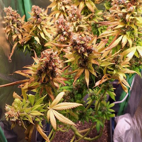 Runtz growlog timeline photo