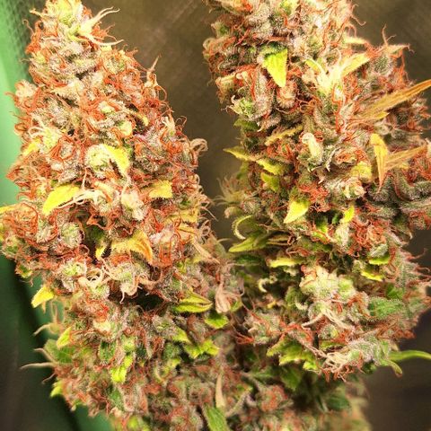 Runtz growlog timeline photo
