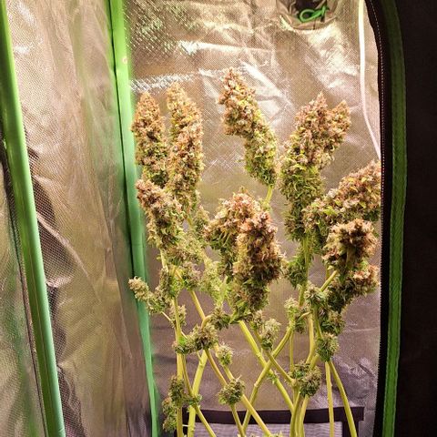 Runtz growlog timeline photo