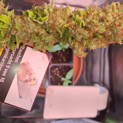 Runtz growlog timeline photo