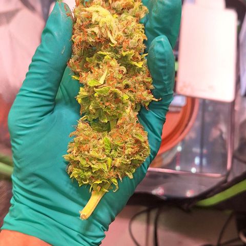 Runtz growlog timeline photo