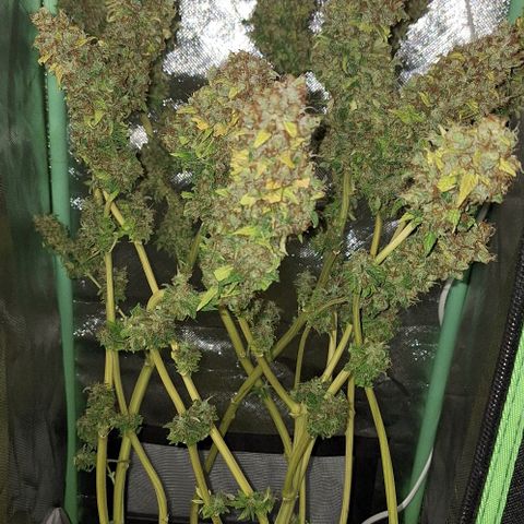 Runtz growlog timeline photo
