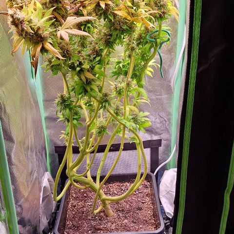 Runtz growlog timeline photo