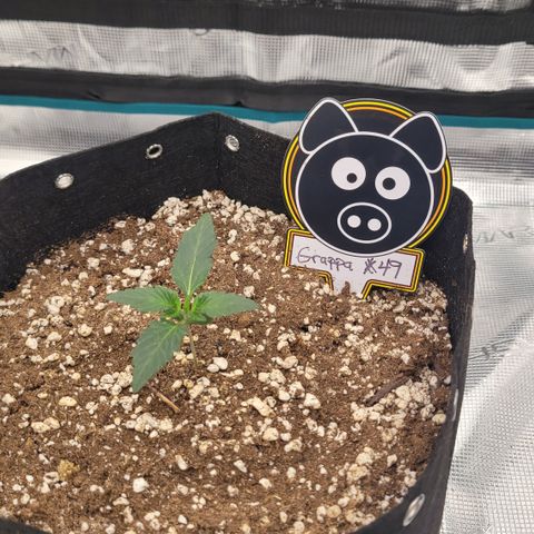 Thunderfuck 1 growlog photo: Grappa