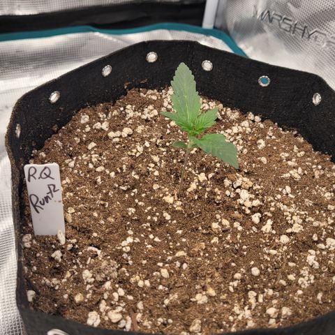 Thunderfuck 1 growlog photo: Runtz