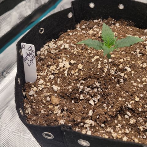 Thunderfuck 1 growlog photo: Northern lights