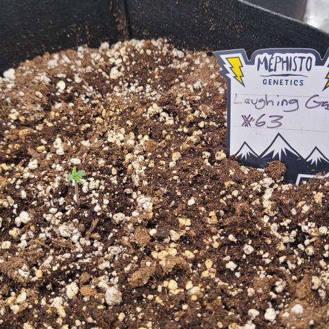 Thunderfuck 1 growlog photo: Laughing Gas