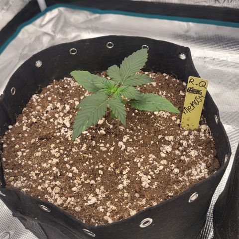 Mimosa25 growlog photo: One of the beat looking so far