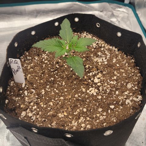 Royal Runtz growlog photo: Tiny but mighty