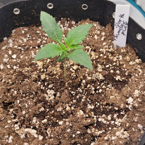 Thunderfuck 1 growlog photo: Looking as it should.