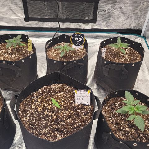 Thunderfuck 1 growlog photo: Laughing gas 5 days behind but giving it its all. Lol 