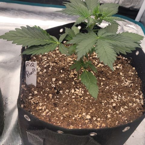 Thunderfuck 1 growlog photo: Runtz auto