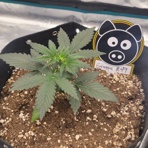 Thunderfuck 1 growlog photo: Grappa #49