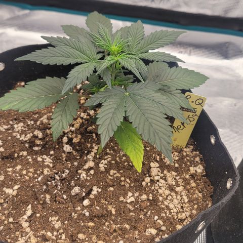 Thunderfuck 1 growlog photo: Mimosa auto