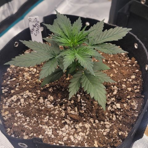 Thunderfuck 1 growlog photo: Northern Lights auto