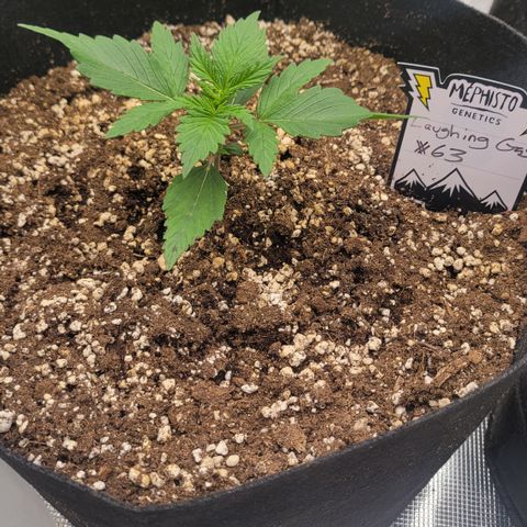 Thunderfuck 1 growlog photo: Laughing gas #63 auto