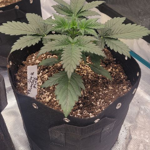 Thunderfuck 1 growlog photo: North Thunder F#ck auto
