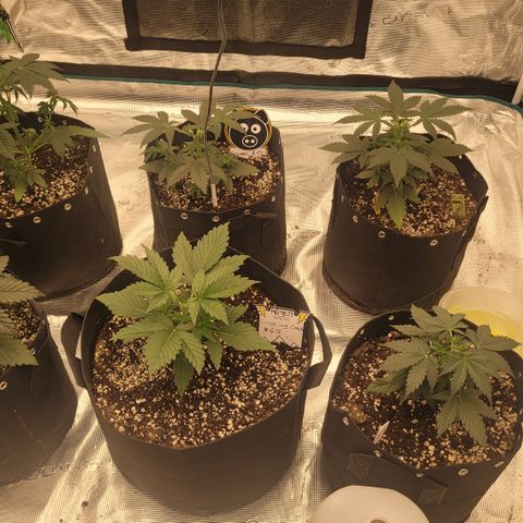 Thunderfuck 1 growlog photo: Topped all 6 plants today. Day 20.