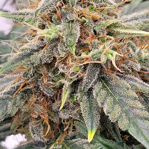 Thunderfuck 1 growlog photo: They all went to long without water while i was away but i think im bringing them back.